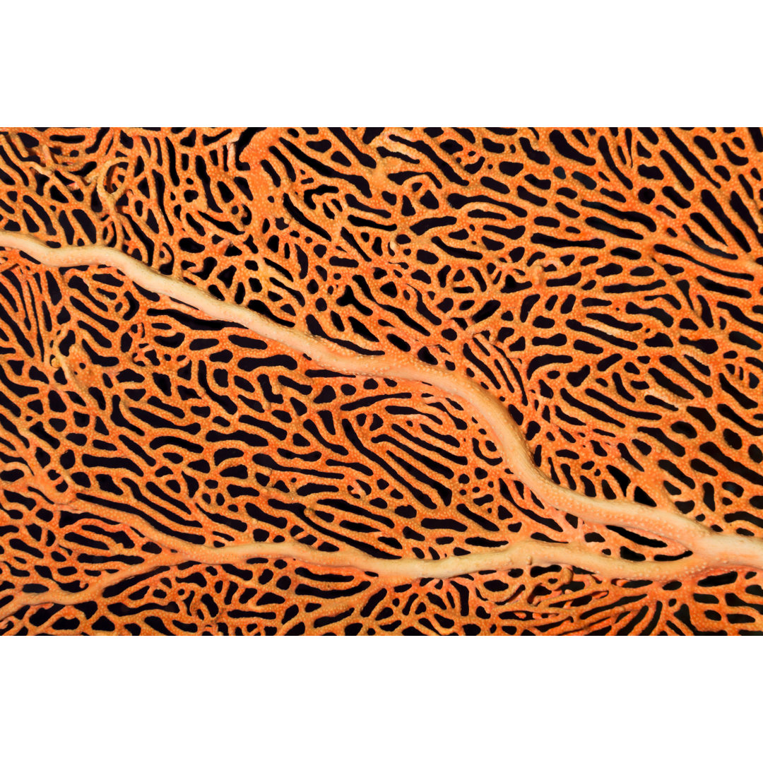 Beautiful Gorgonian von Ifish - Drucken