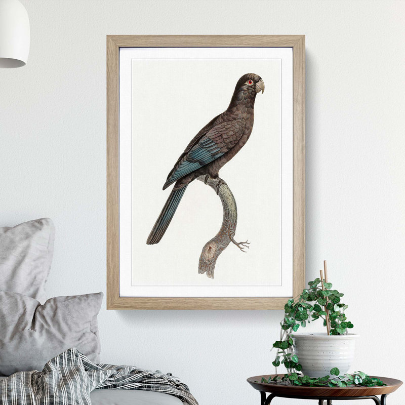 Black Parrot by F. Levaillant - Picture Frame Art Print, Oak Framed, 36cm H x 27cm W x 2cm D