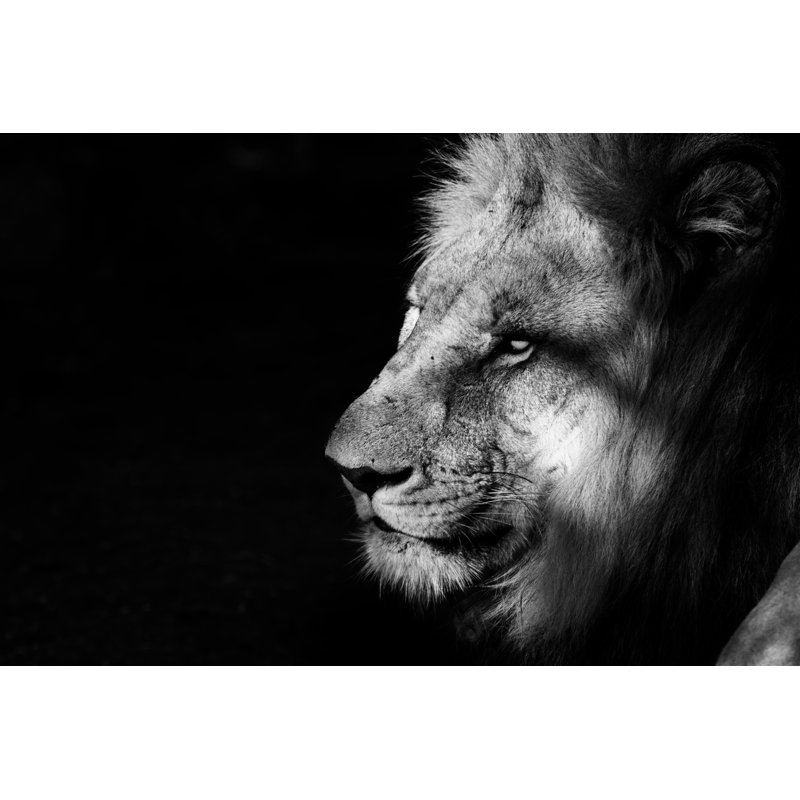 King Of Madikwe Black And White - Wrapped Canvas Print, 30cm H x 46cm W x 3.8cm D