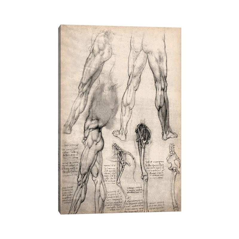 Sketchbook Studies Of Human Legs by Leonardo Da Vinci - Wrapped Canvas Print, 66.04 cm H x 45.72 cm W x 1.91 cm D