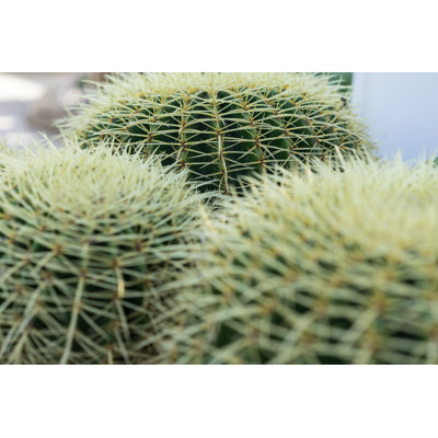 Close Up Of Succulent by DESIGNOSAURUS - Wrapped Canvas Print