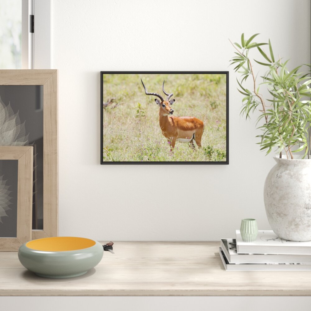 Gerahmtes Wandbild DorkasgazelleWildgras