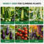 Treillis d'arche de jardin robuste pour lits surélevés - Support de plante résistant à la rouille de 5,3 x 5,3 pi - Supporte les légumes grimpants, les concombres, les melons, les raisins, les roses, les fleurs - Structure verticale extérieure
