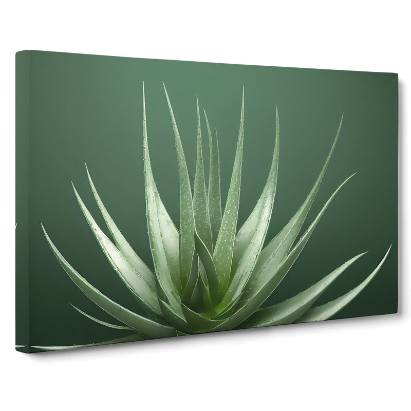 Stunning Aloe Vera Plant - Wrapped Canvas, 50cm H x 76cm W x 3cm D