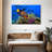 Brampt Royal Angelfish-107850760