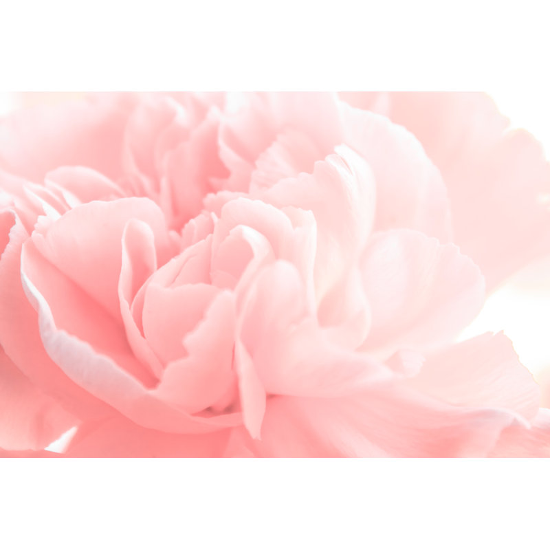 Spring Peon - Wrapped Canvas Print, 20cm H x 30cm W