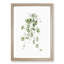 Kenilworth Ivy Flowers by Pierre-Joseph Redoute - Picture Frame Graphic Art Print-55609625-55609629