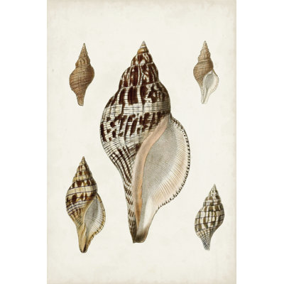 Sowerby Shells VIII by James Sowerby - Wrapped Canvas Print