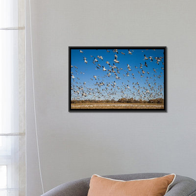 « snow oie troupeau à vol, bosque del apache national sauvage refuge, new mexico ii », reproduction de photo sur toile