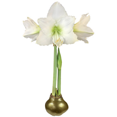 White Flower Gold Lacquer 30cm+ 23 Bulbs/Crate