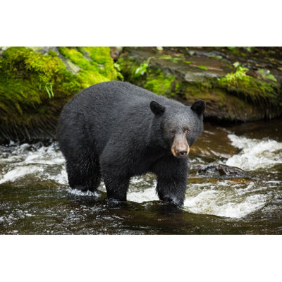 " Black Bear, Alaska "
