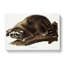 Raccoon - Wrapped Canvas-55341552