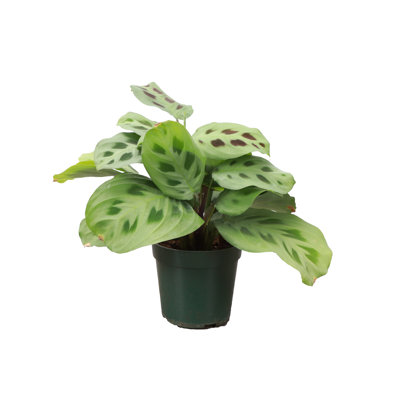 Live Green Prayer Plant