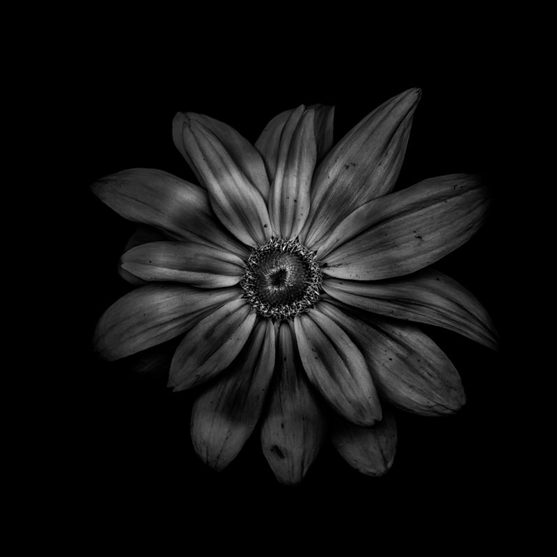 Black And White Daisy V by Brian Carson - Wrapped Canvas Art Prints, 30cm H x 30cm W