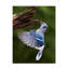 Art sur toile «Jay»-109321046
