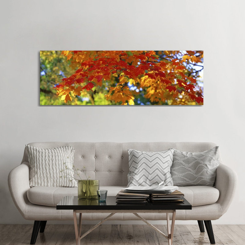 Fall Foliage, Guilford, Baltimore City, Maryland, USA - Wrapped Canvas Panoramic Print, 182.88 cm H x 60.96 cm W