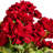 18" Artificial Geranium Bush-20583808