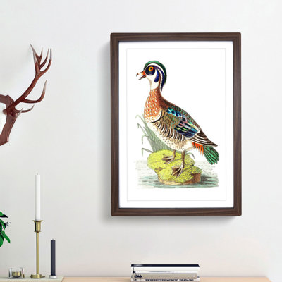Summer Duck by George Shaw - Picture Frame Painting Print
