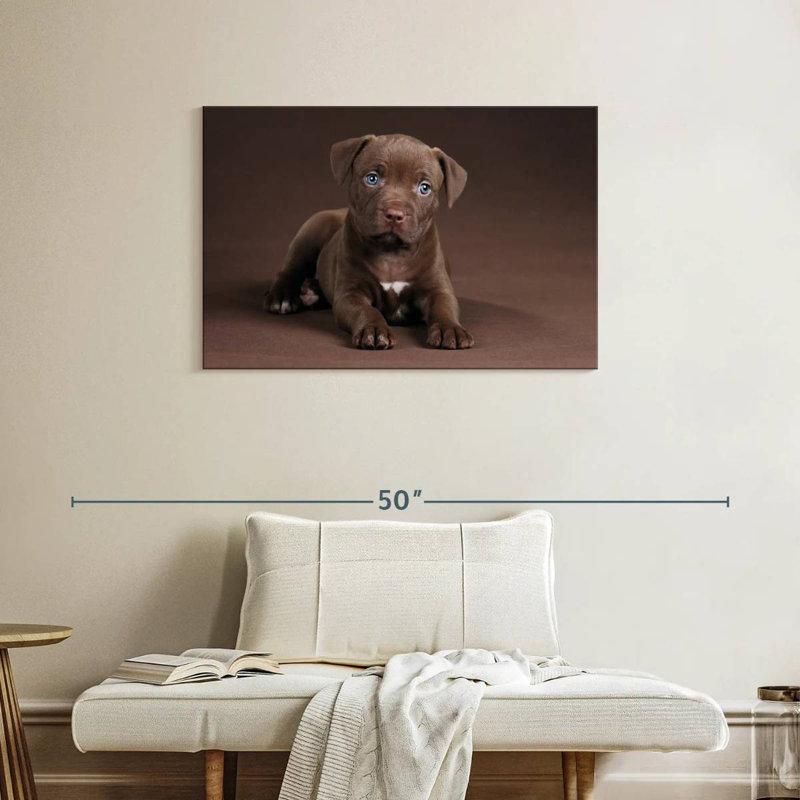 Chiot Brampt Pit Bull
