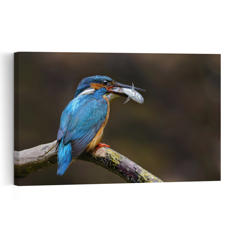 Kingfisher'S Fresh Catch Colorful Contemporary Bird Fish Nature Wildlife Wall Art Print 1 Piece Wrapped Canvas Wall Art