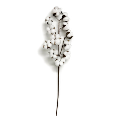 Cotton Arrangement