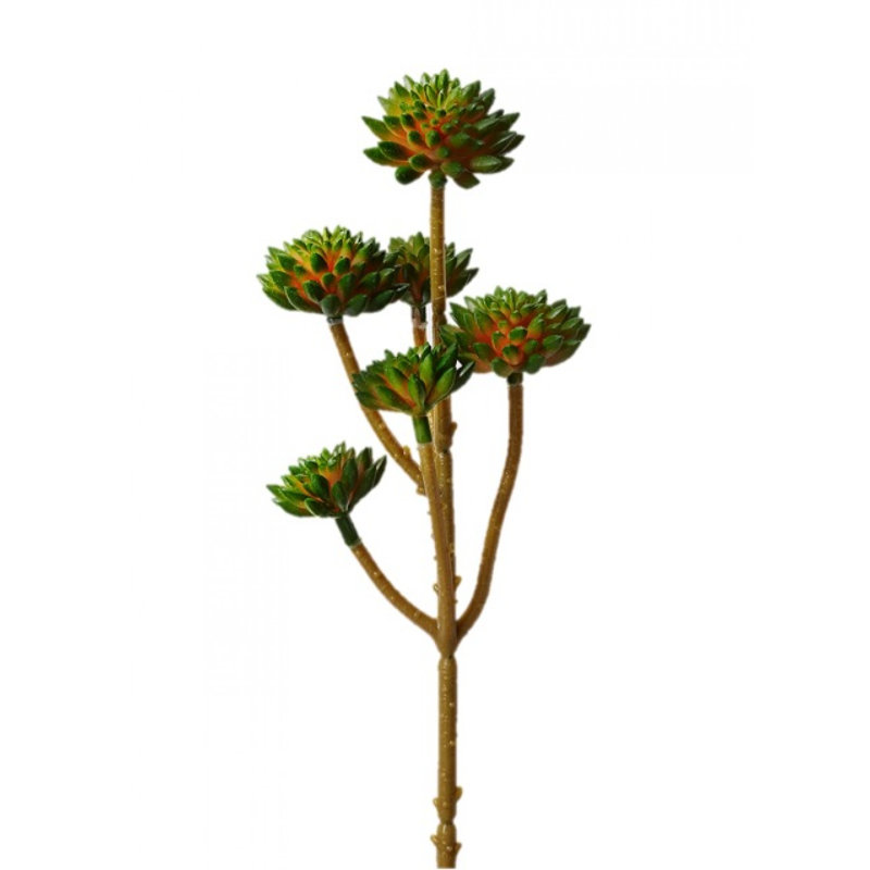 13'' Succulent Plant