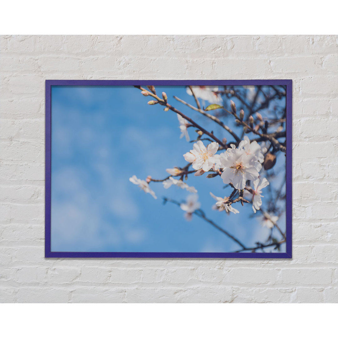 White Blossom Flowers Off A Branch - Einzelner Bilderrahmen Kunstdrucke