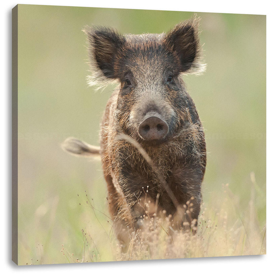 Leinwandbild Neugieriges Wildschwein auf einem Feld