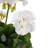 Geranium Arrangement