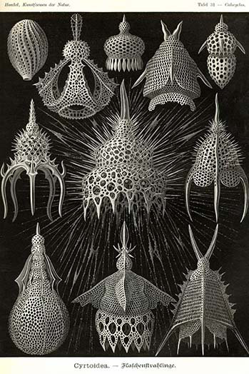 Radiolaria par ernst haeckel-impression d’art graphique, H 36 po x l 24 po x P 1,5 po