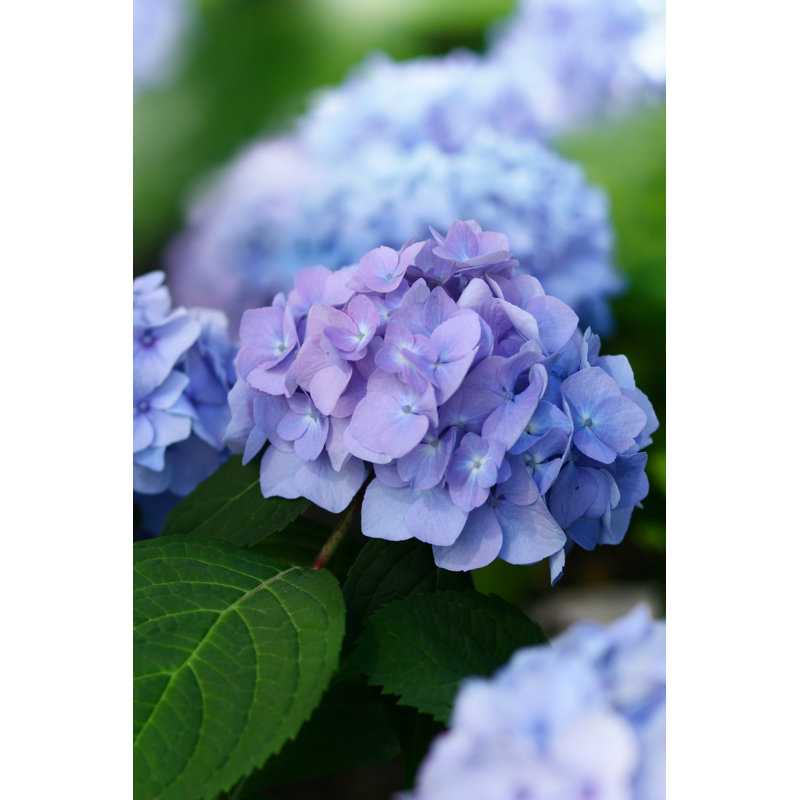 Blue Hydrangea by Dreaming2004, 36" H x 24" W