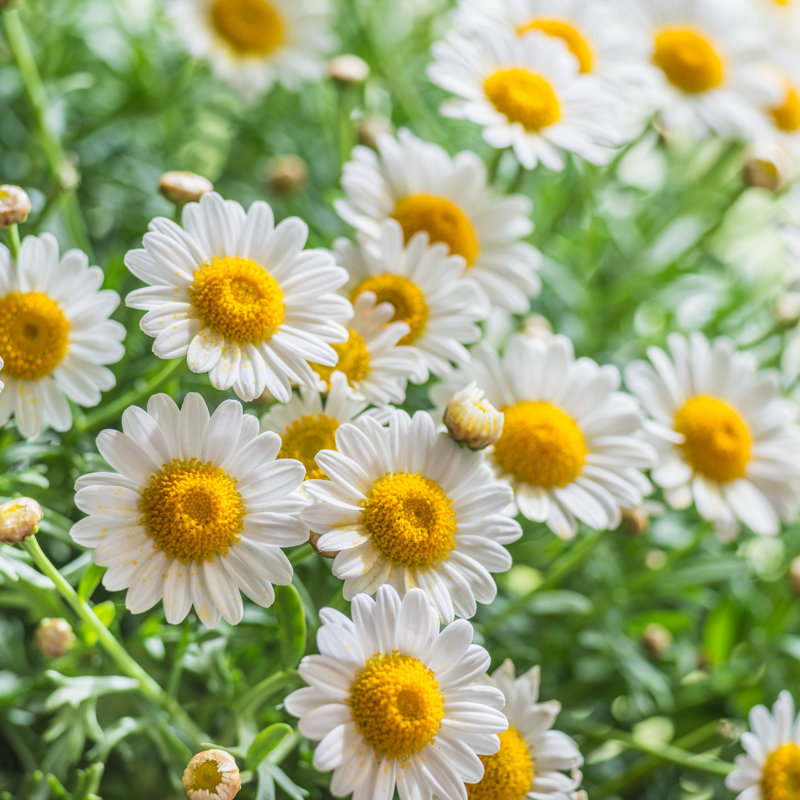 Chamomile by Scorpp - Wrapped Canvas Print, 30cm H x 30cm W