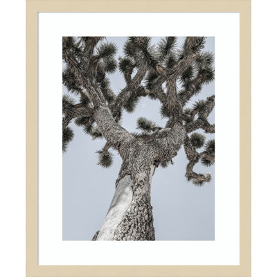 Daisey "Joshua" Print by Shot by Clint