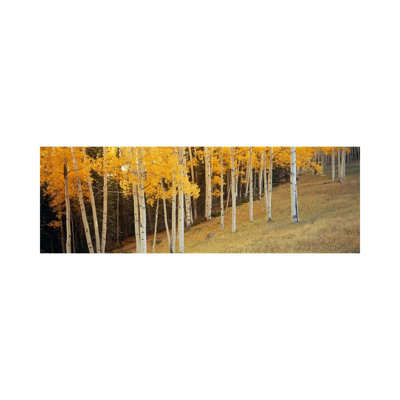 Aspen Trees In A Field, Ouray County, Colorado, USA - Wrapped Canvas Panoramic Print