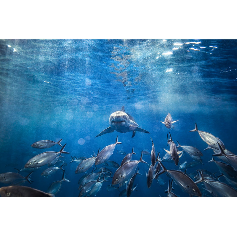 Great white shark, 61cm H x 91cm W x 3.8cm D