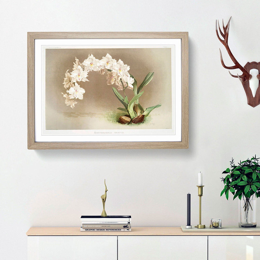 Magnolia Flowers Illustration Tab. I by Frederick Sander - Framed Print