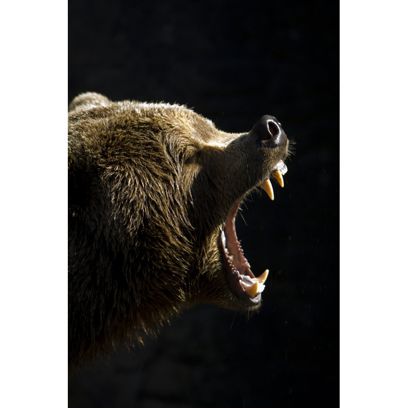 Brown Bear - Wrapped Canvas Print, 122cm H x 81cm W