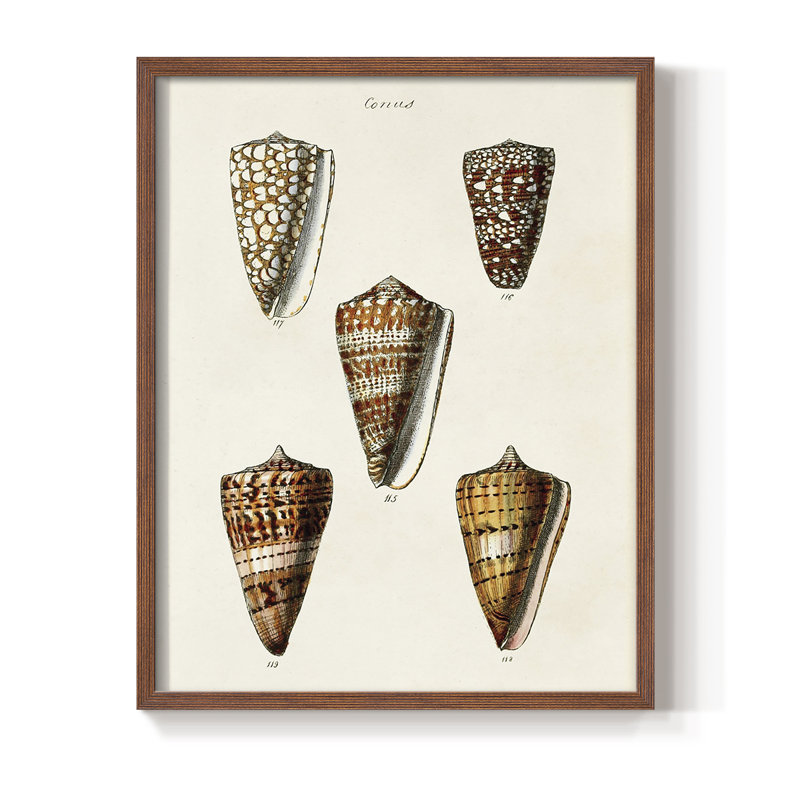 Impression encadrée «Cone Shell Collection II» - bois massif, H 20 po x l 16 po, Cadre photo brun simple