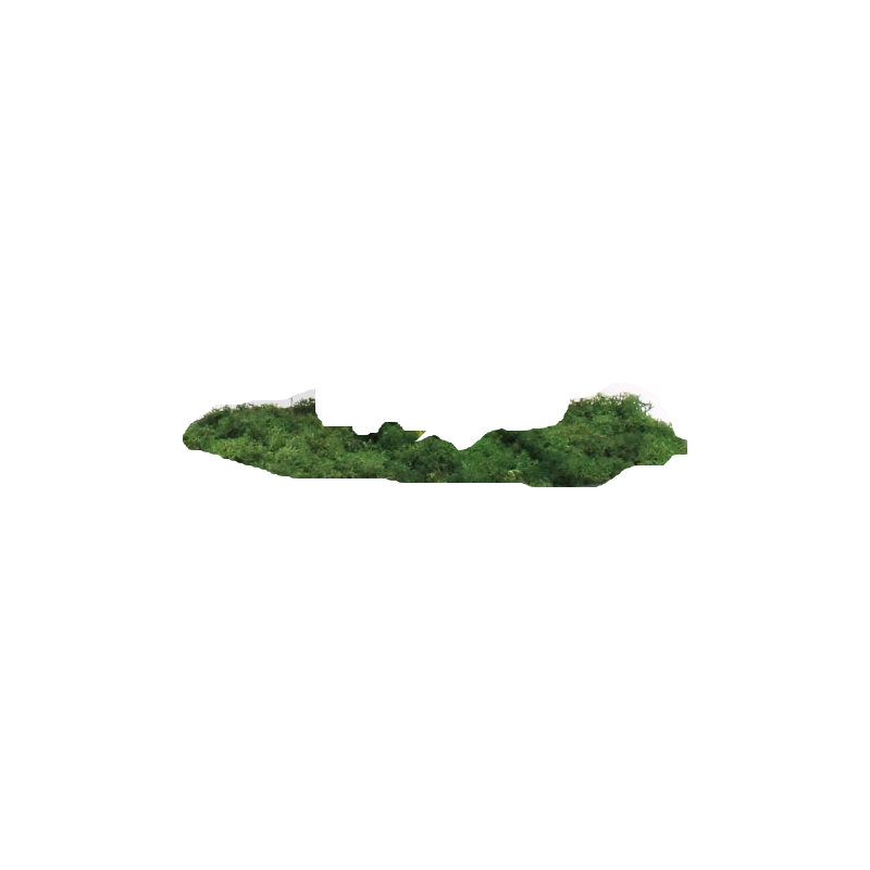 Bonsai Topiary in Wood Planter