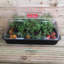 6 X 38Cm Unheated Seed Starter Tray Grostart Midi Propagator Indoor Seedling Planter