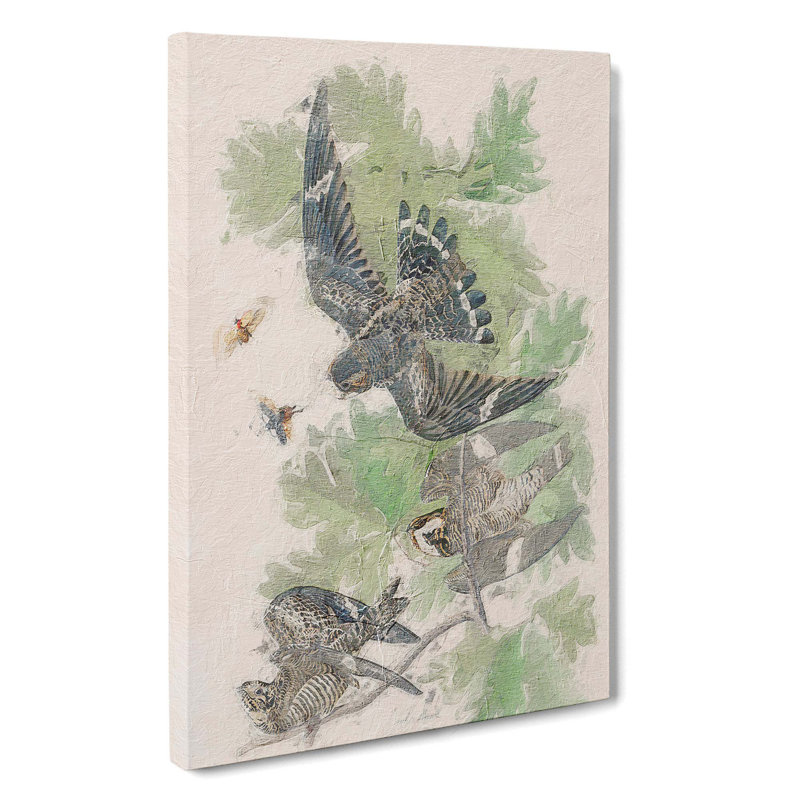 Night Hawks by John James Audubon - Wrapped Canvas, 50cm H x 35cm W x 3cm D