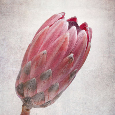 Protea rétro - peinture sur toile tendue