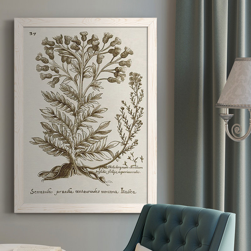 «Sepia Botanical Journal I», reproduction d'art sur toile, Blanc, H 37,5 po x l 27,5 po x P 1 po