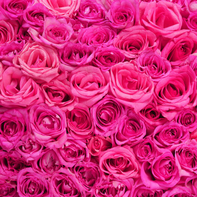 Markia - roses roses - photographie sur toile tendue