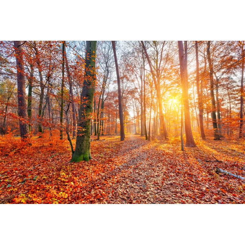 Sunlighted Autumn Forest by Sborisov - Wrapped Canvas Print, 8"H x 12"W