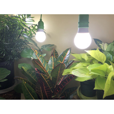 Miracle LED PLANT SURVIVAL Grow Light