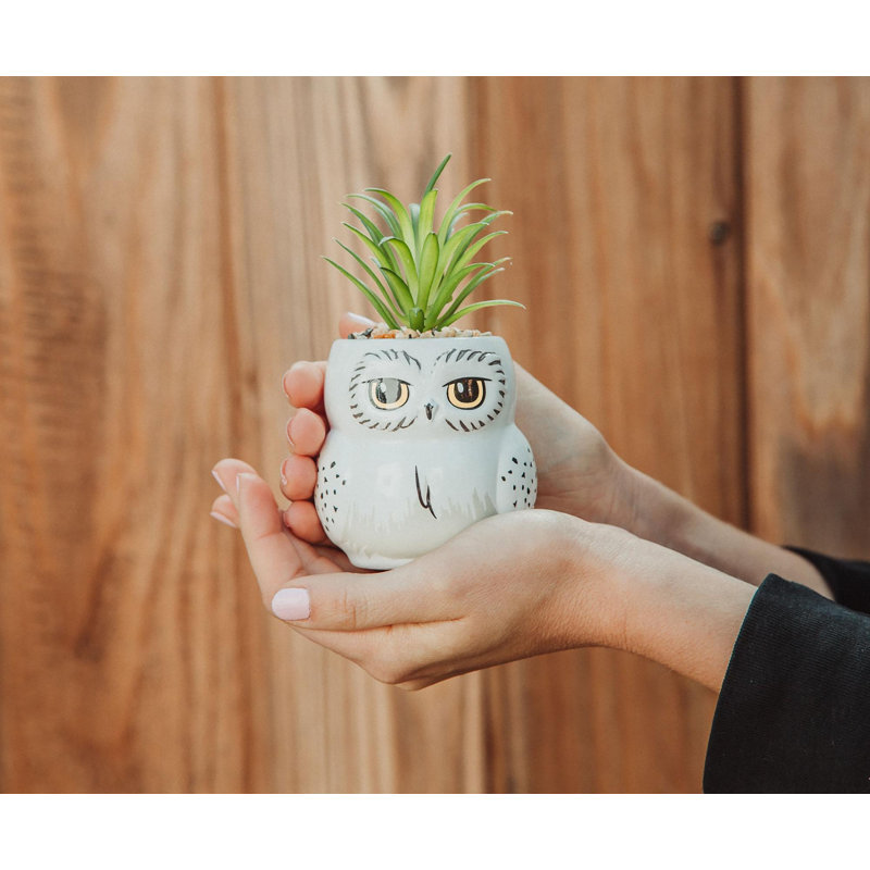 5.5'' Faux Succulent in Pot