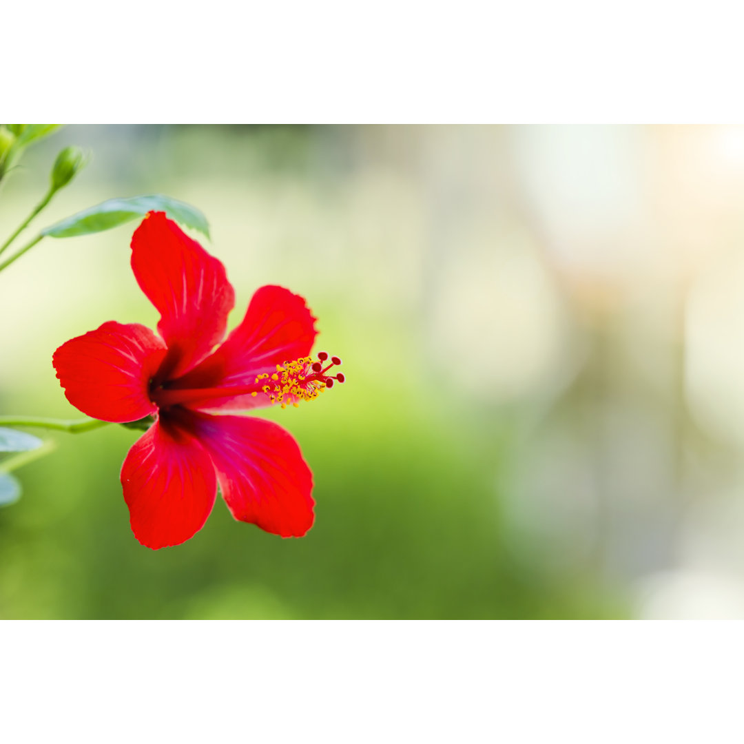 Hibiskus von Yigitdenizozdemir - Kunstdrucke auf Leinwand