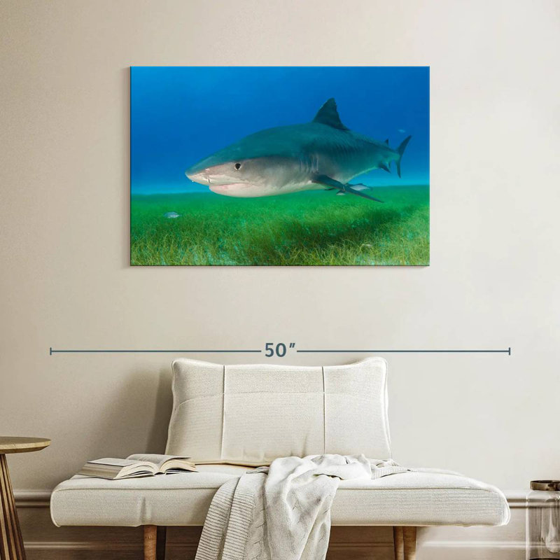 Tiger Shark On Sea Grass, 26" H x 39" W