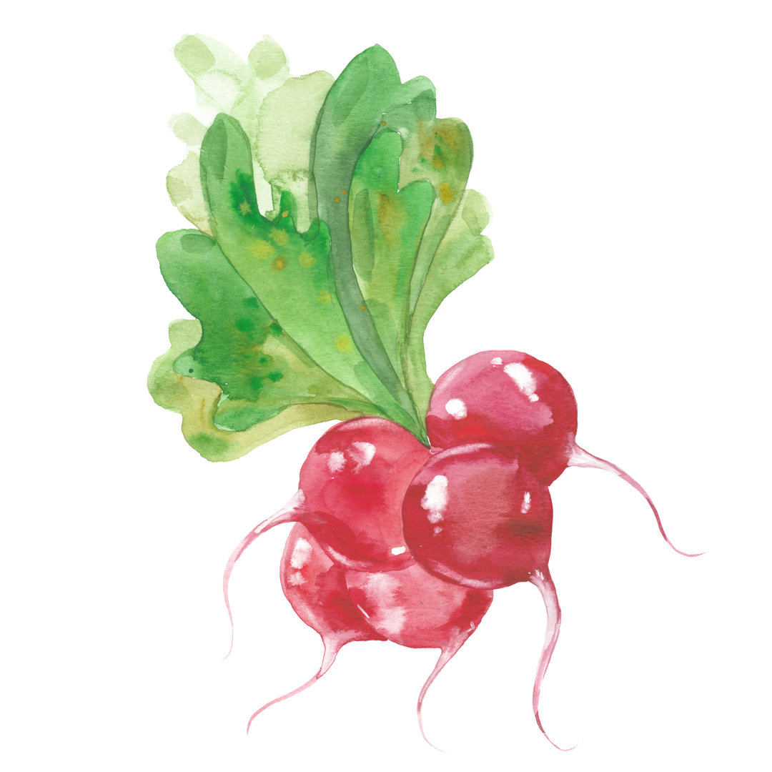 Bunch Of Radishes von Dvoriankin - Kunstdrucke auf Leinwand